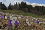 85 Scilla silvestre (scilla bifolia) e crocus vernus con da sfondo il Tre Signori oltre l'abetaia